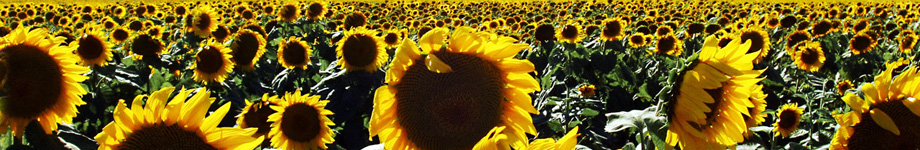 Kaza Kingsley Rotating Header Image